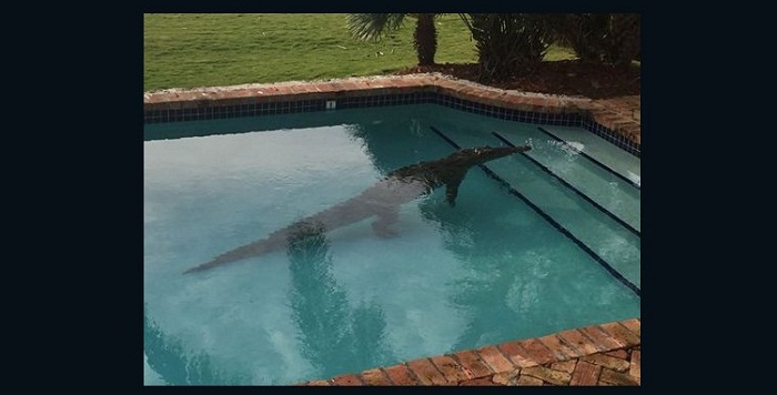 Florida homeowner finds 8-foot crocodile taking a dip in his swimming pool